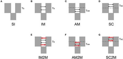 Demographic Inference of Divergence and Gene Exchange Between Castanopsis fabri and Castanopsis lamontii